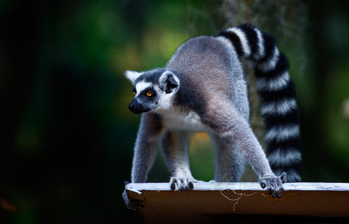 Длиннохвостый лемур