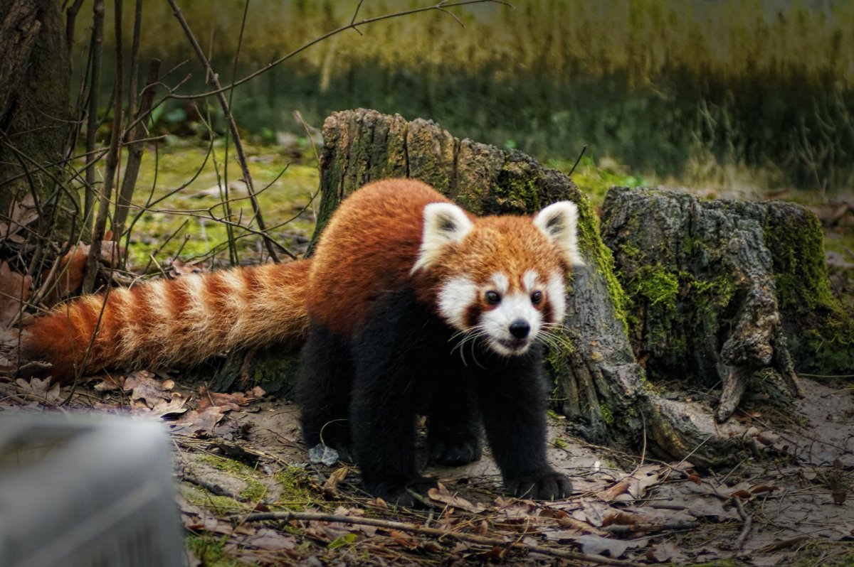 Кольцехвостый (кошачий) лемур