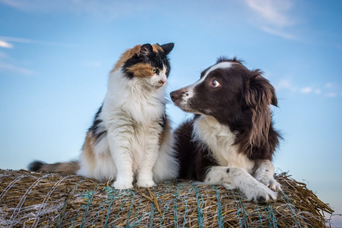 Бордер колли и кошка