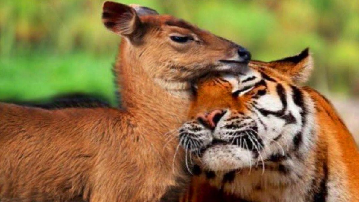 Необычные пары животных