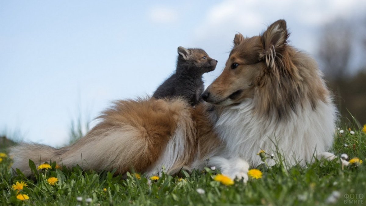 Собака Лисичка колли