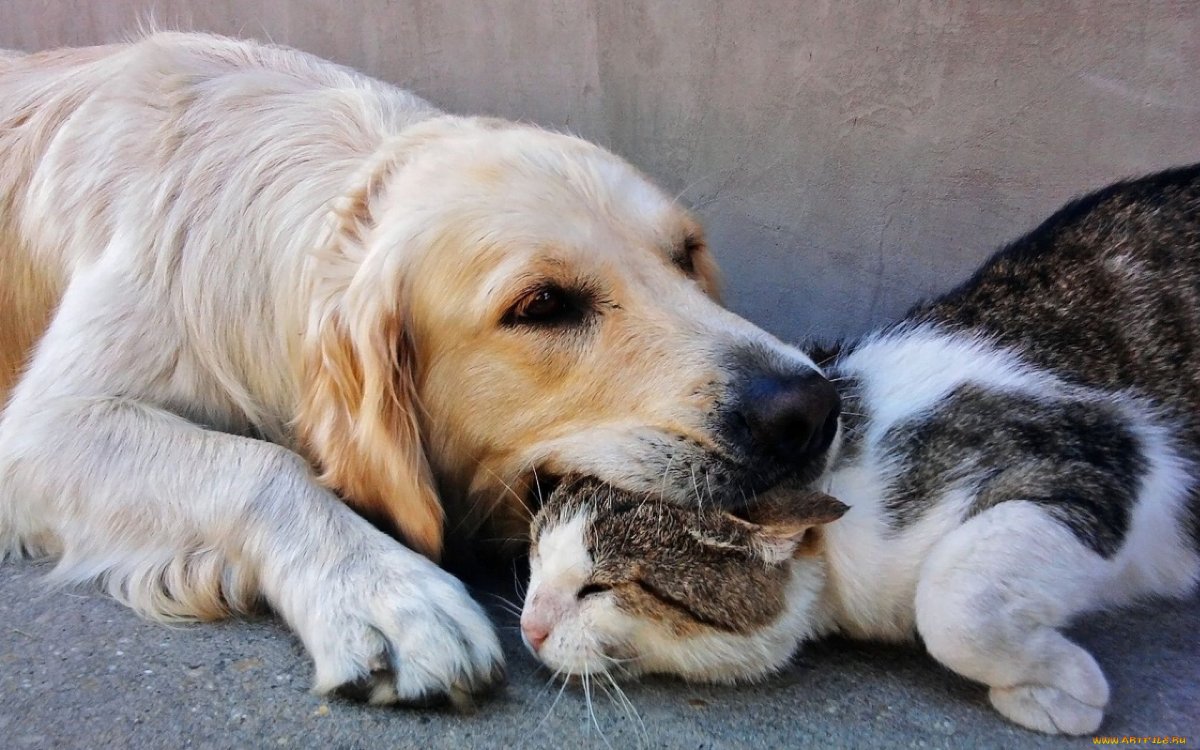 Разные животные