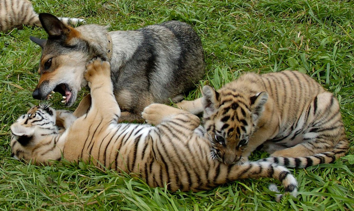 Дружба животных