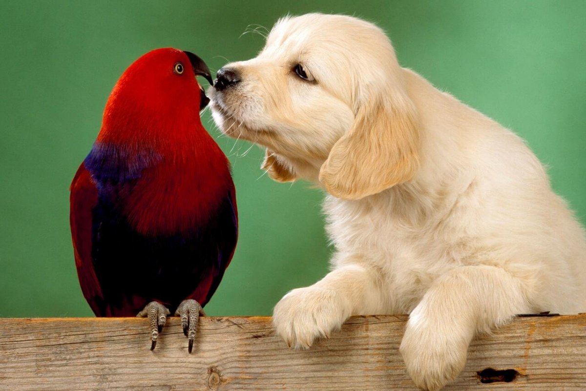 Дружба животных разных видов