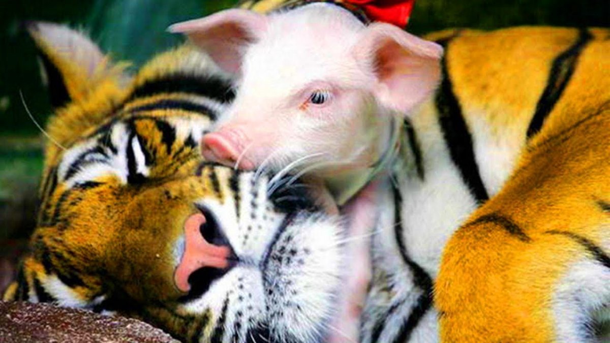 Дружба животных