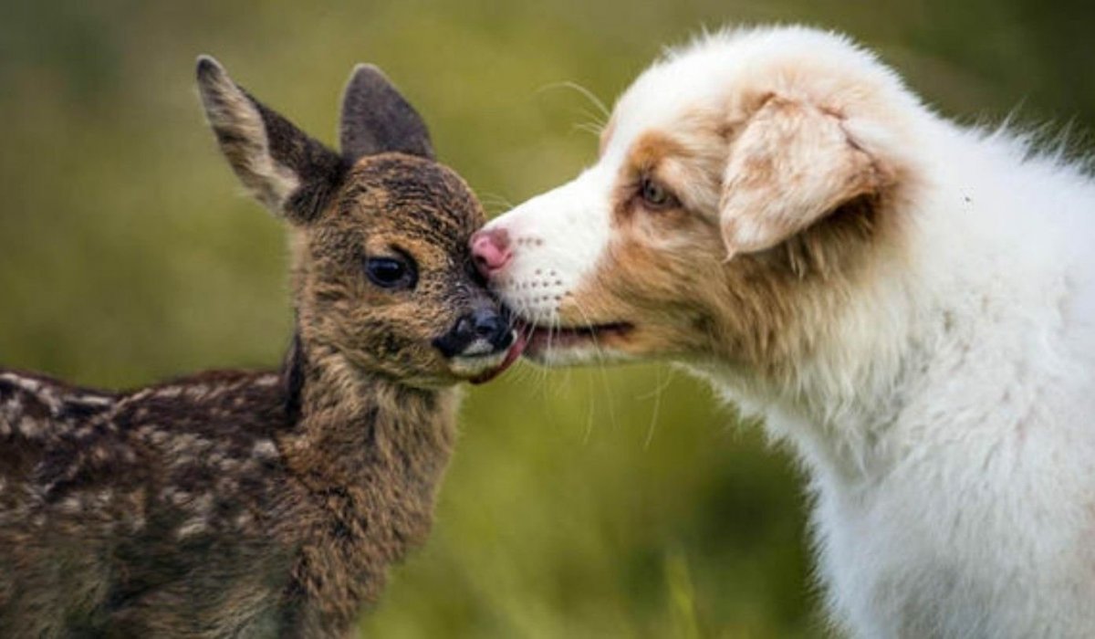 Необычные друзья животные