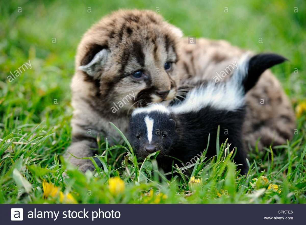 Дружба животных