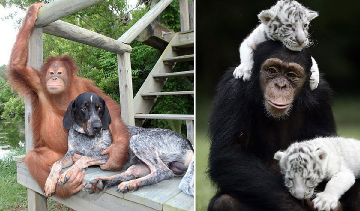 Трогательные животные