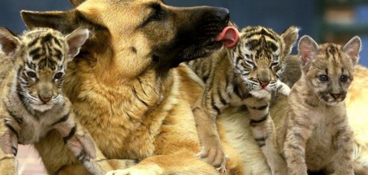 Львенок котенок