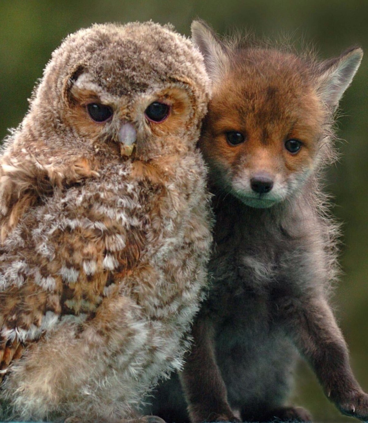 Овчарка Инго и Сова Польди