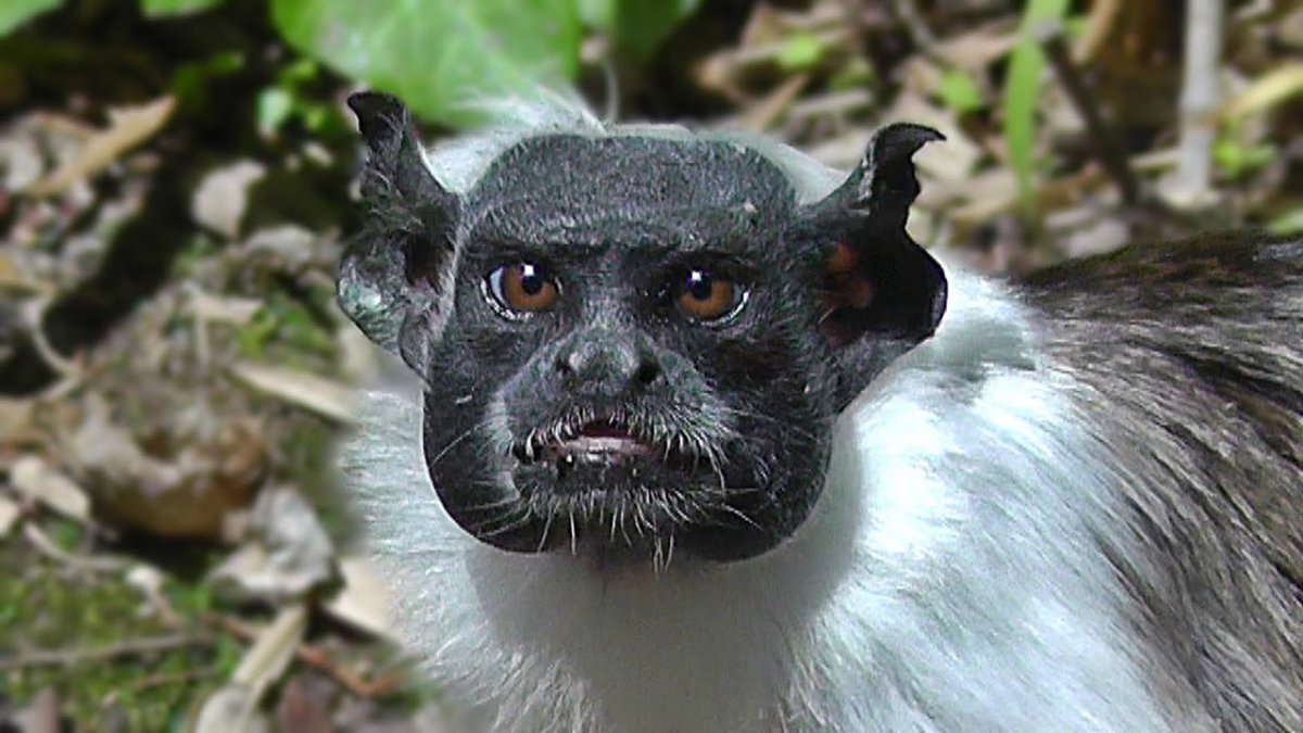 Китайская хохлатая собака лысая