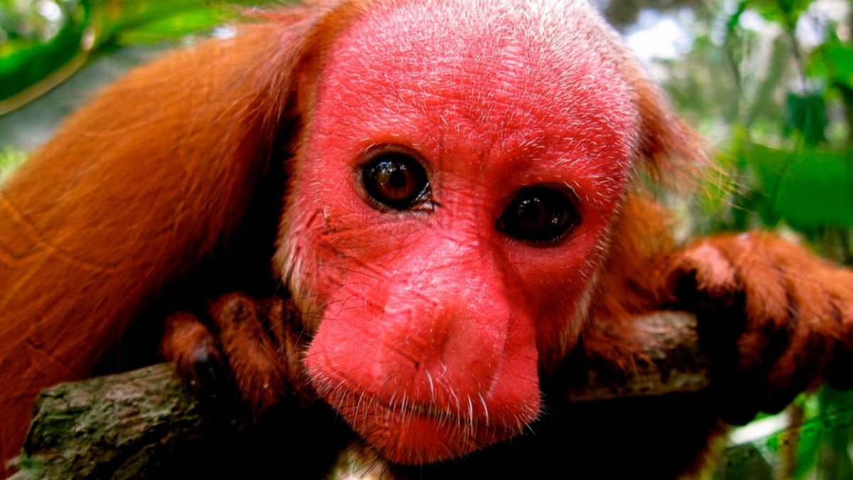 Сайга (Сайгак)