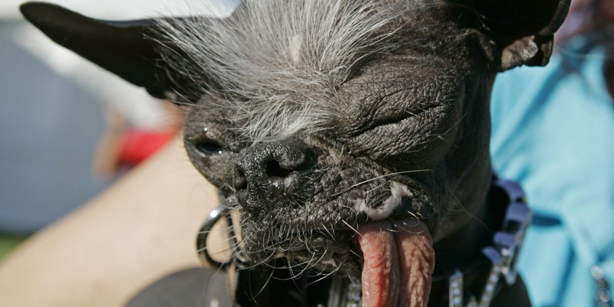 Черепаха Elusor macrurus