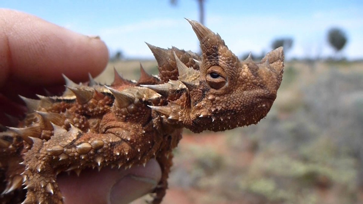 Молох ящерица