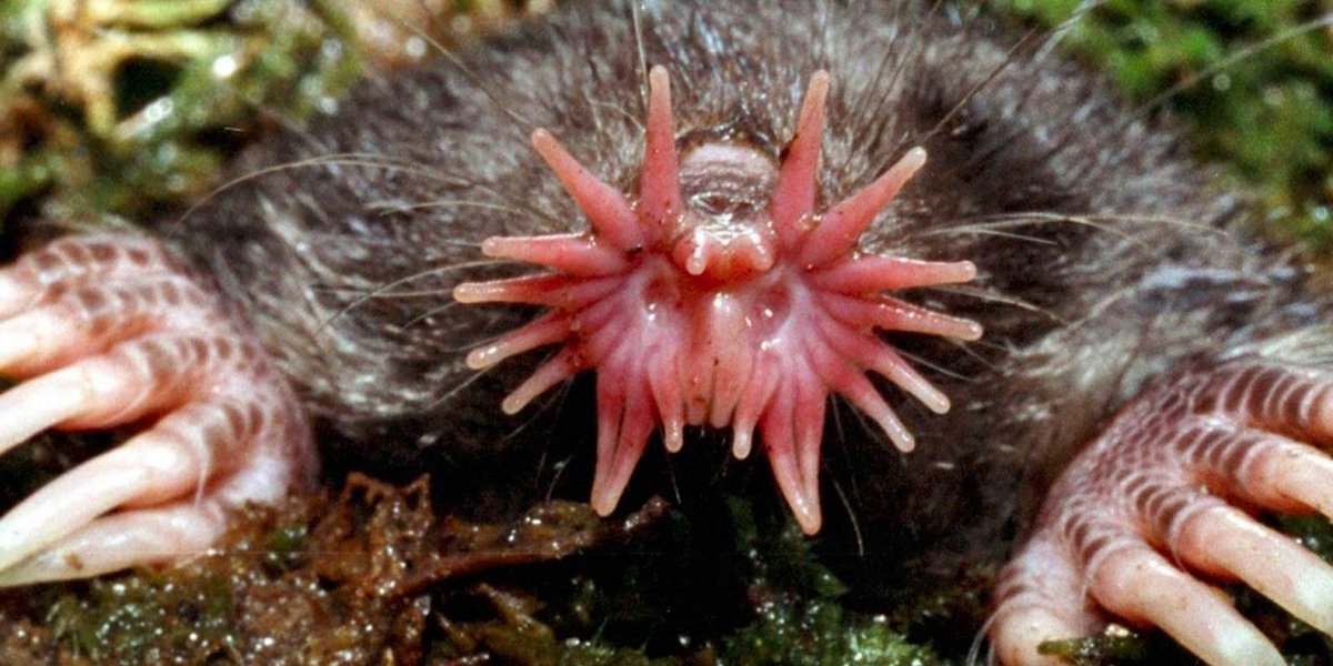 Крот звездонос