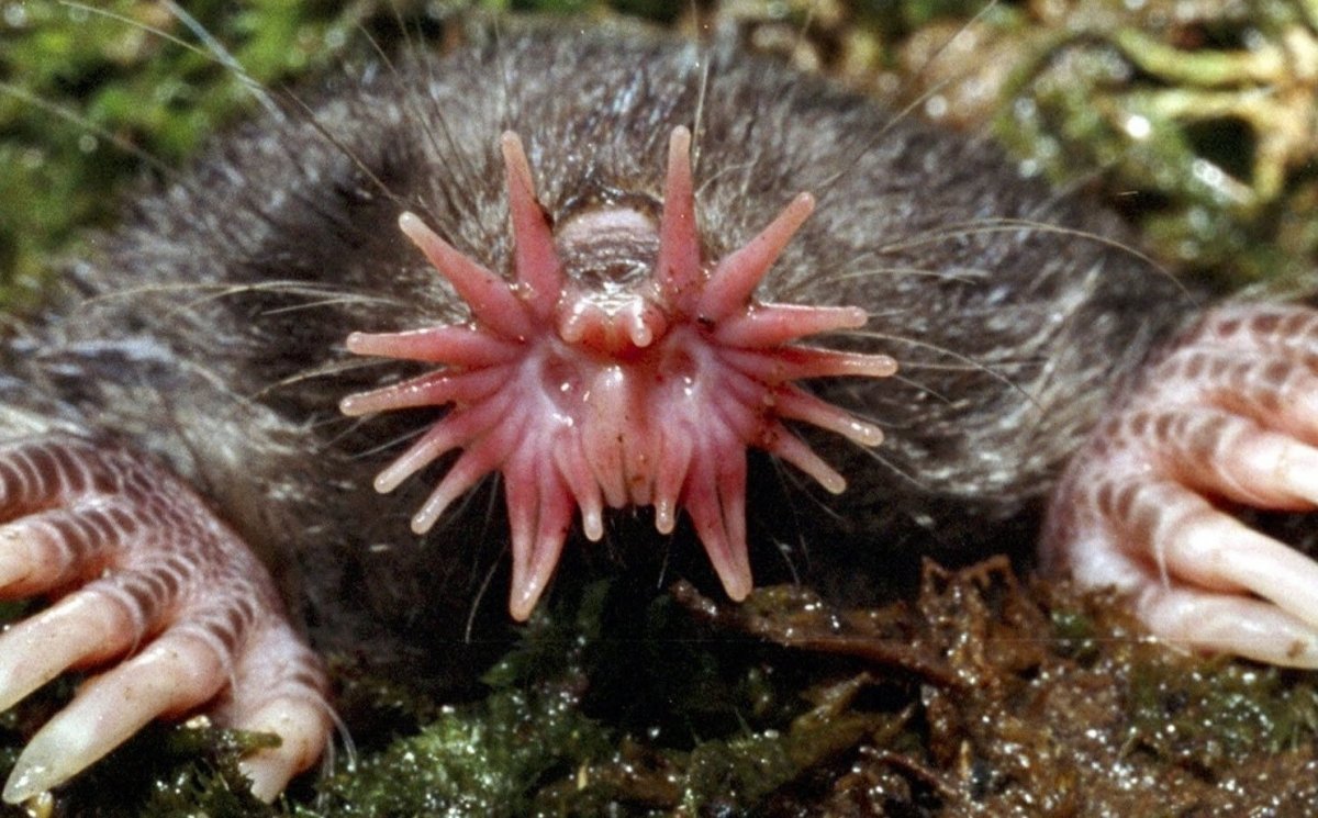 Необычные смешные существа