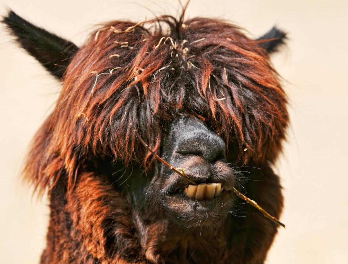 Суматранский носорог