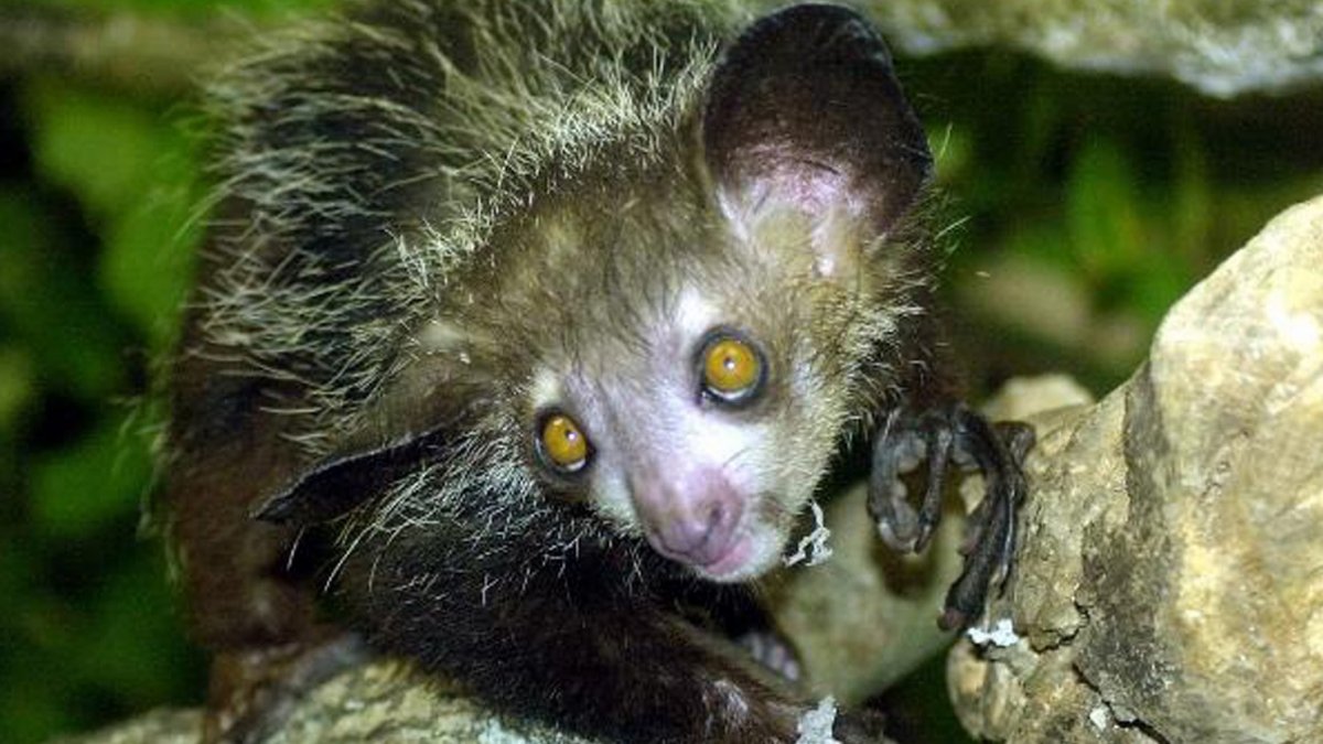 Полосатый тапир