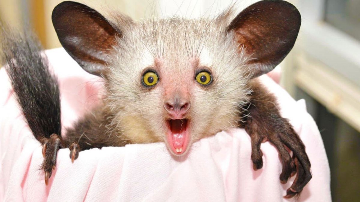 Мадагаскарская руконожка