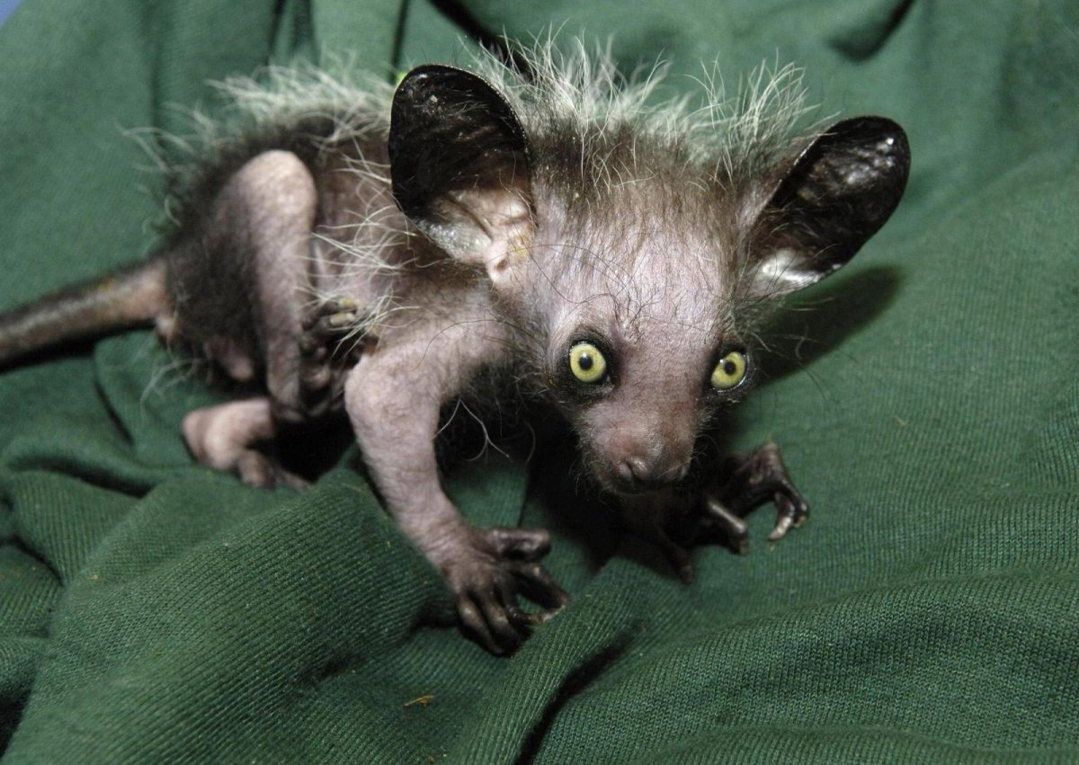 Страшные маленькие собаки