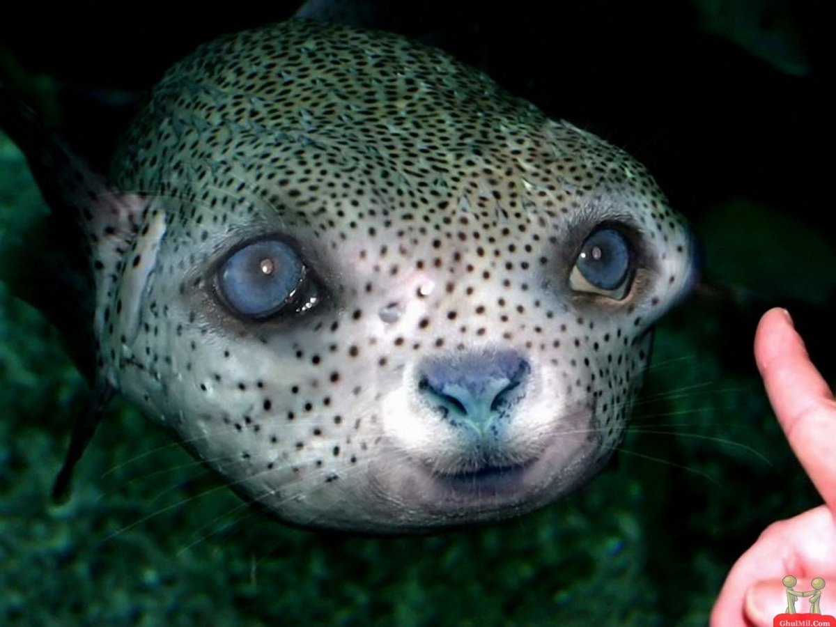 Суматранский долгопят