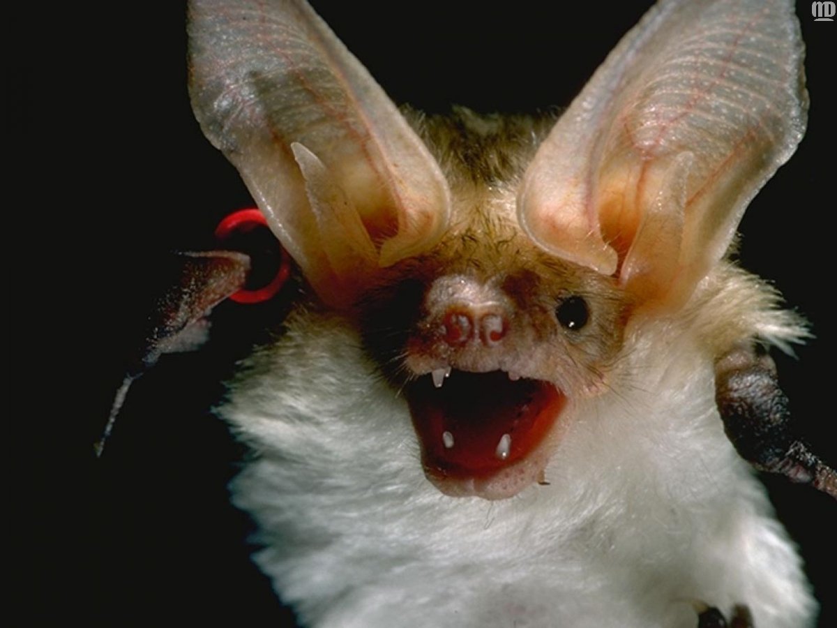 Необычные животные планеты