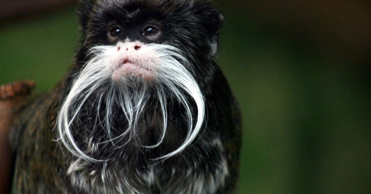 Императорский Тамарин усы