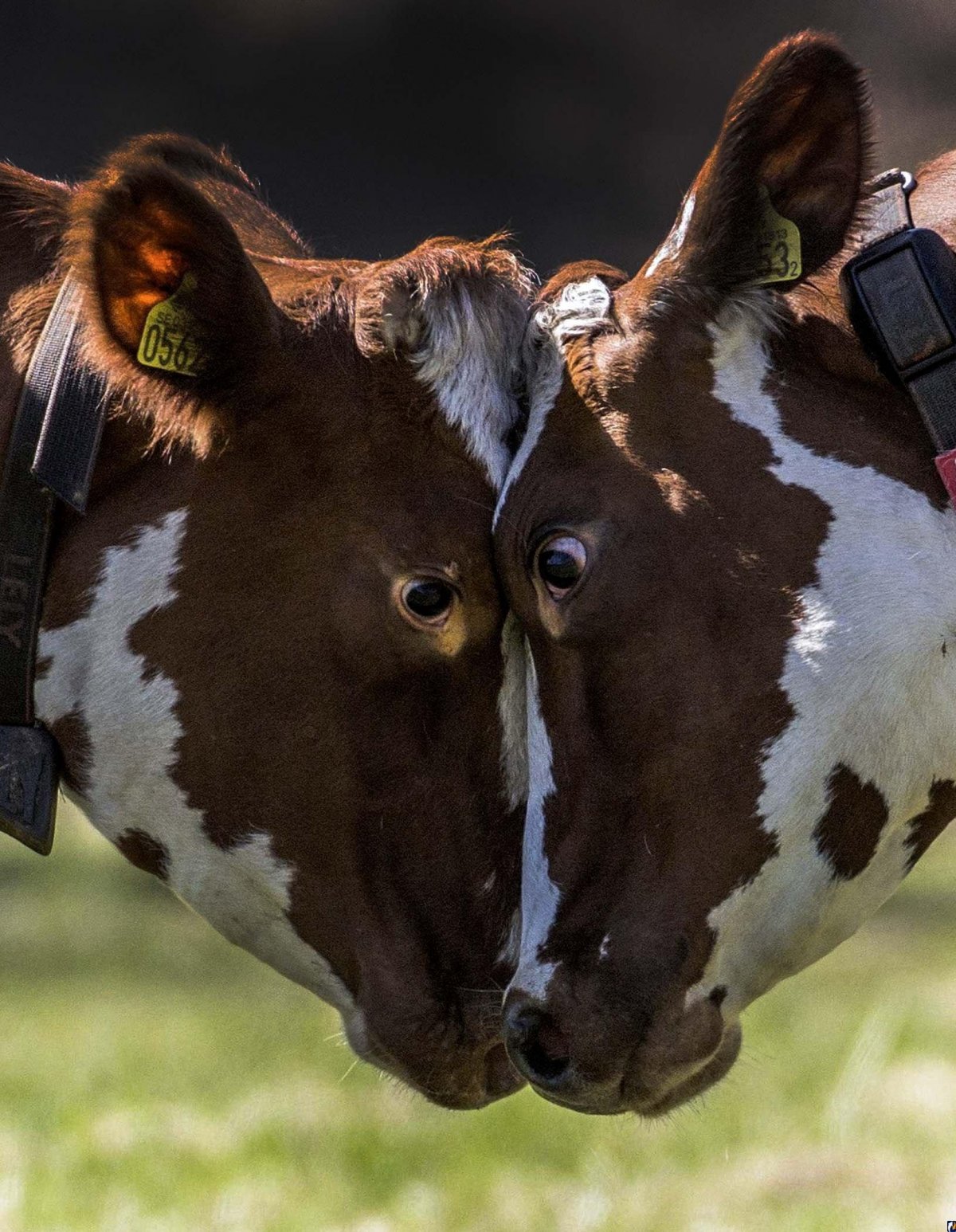 Смешные коровы