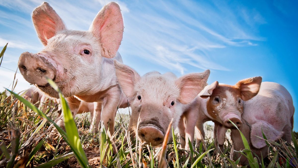 Сельское хозяйство Свин