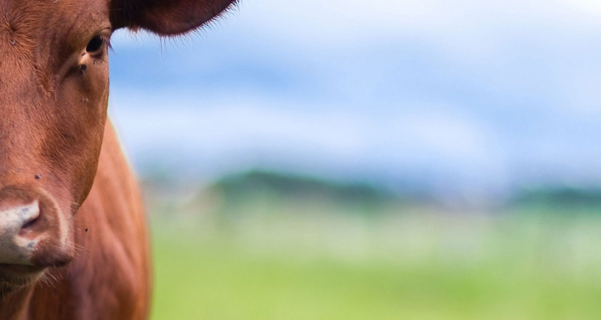 Головы сельхоз животных