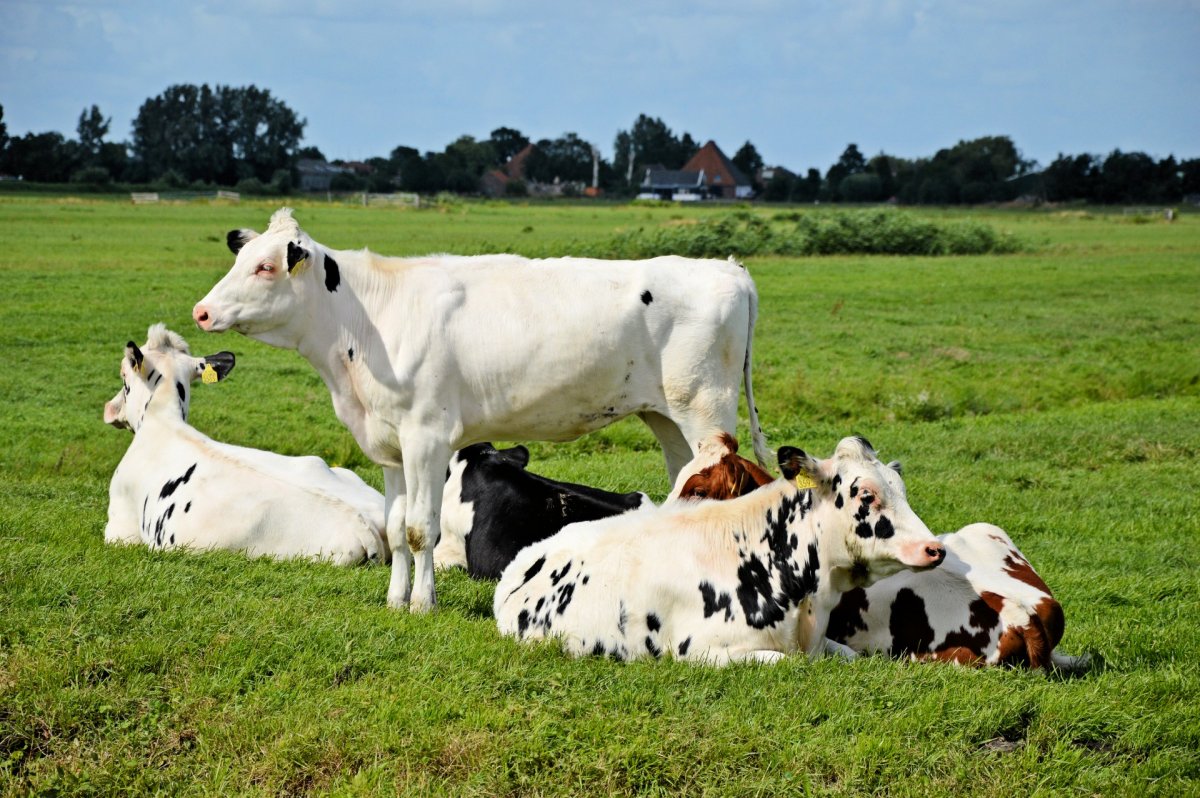 Белая корова