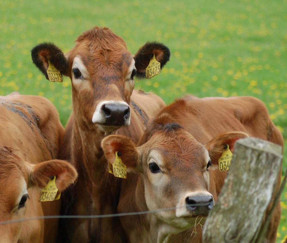 Милая корова