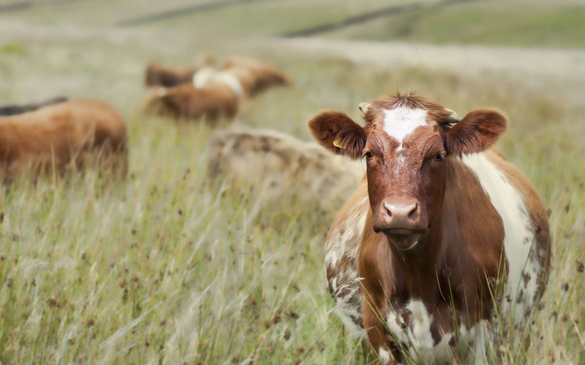 Лептоспироз крупного рогатого скота
