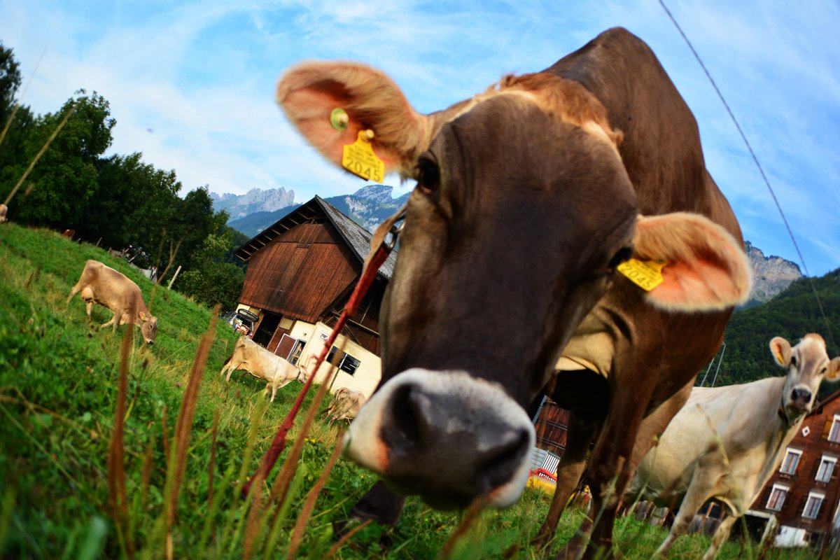Сельское хозяйство коровы