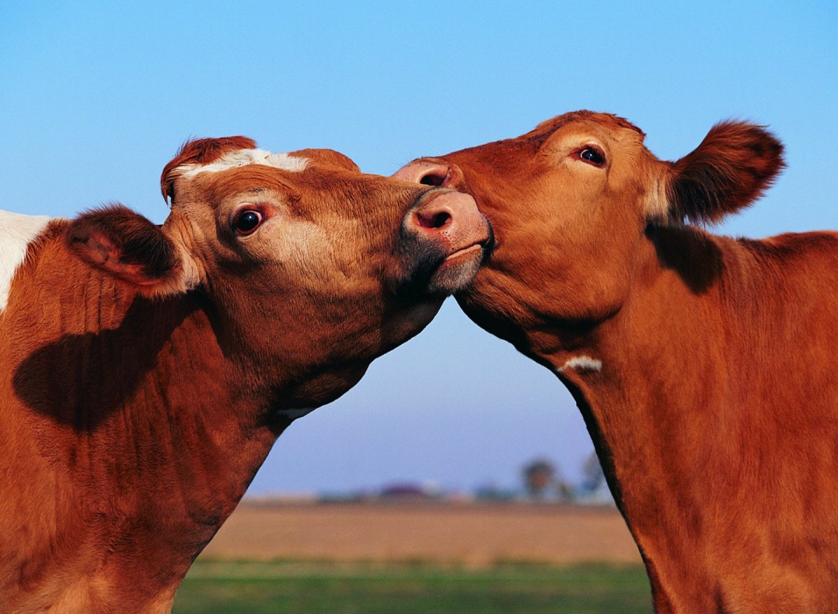 Бык и корова