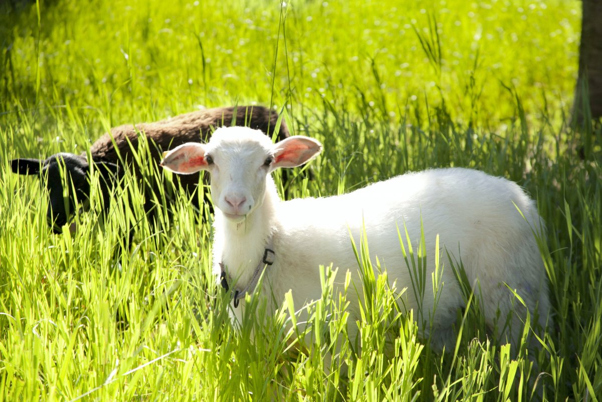 Сельскохозяйственных животных