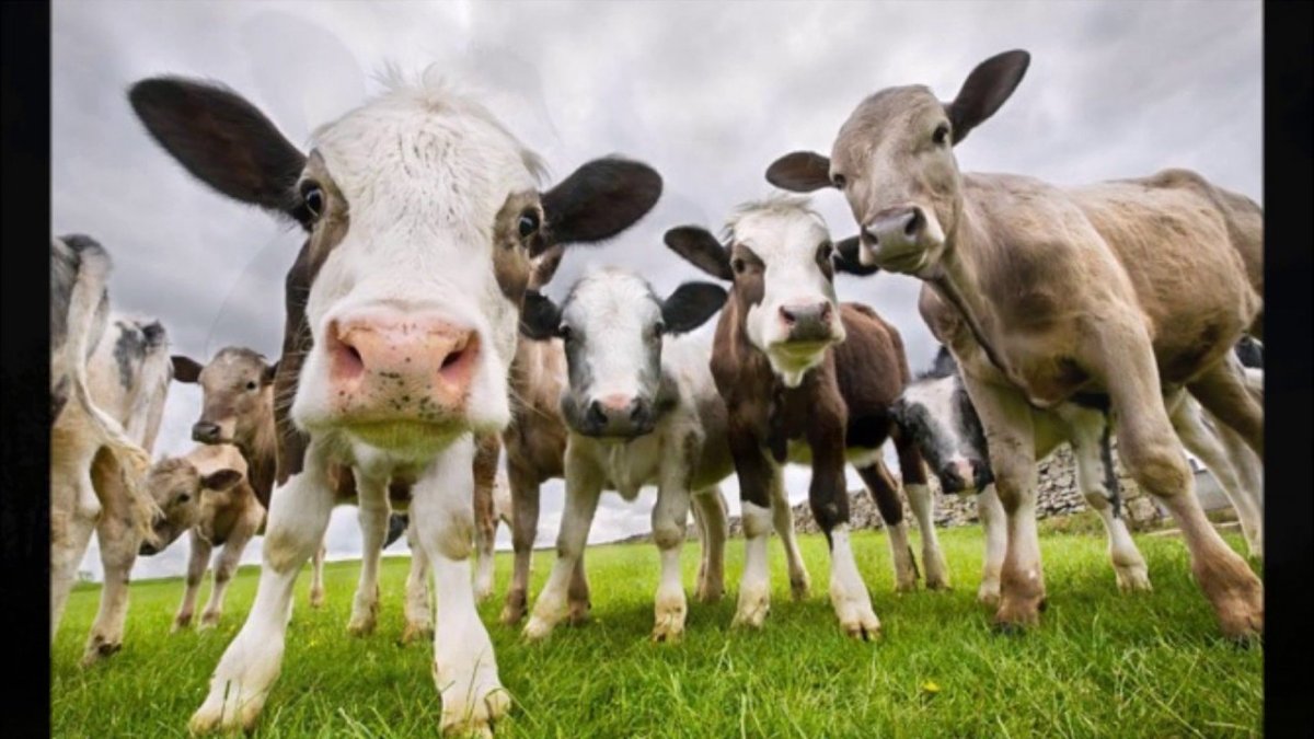 Животноводство в Чувашии