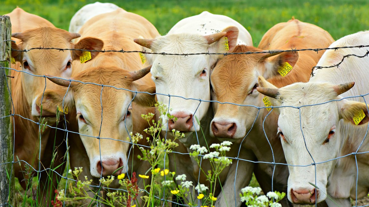 Крупный рогатый скот