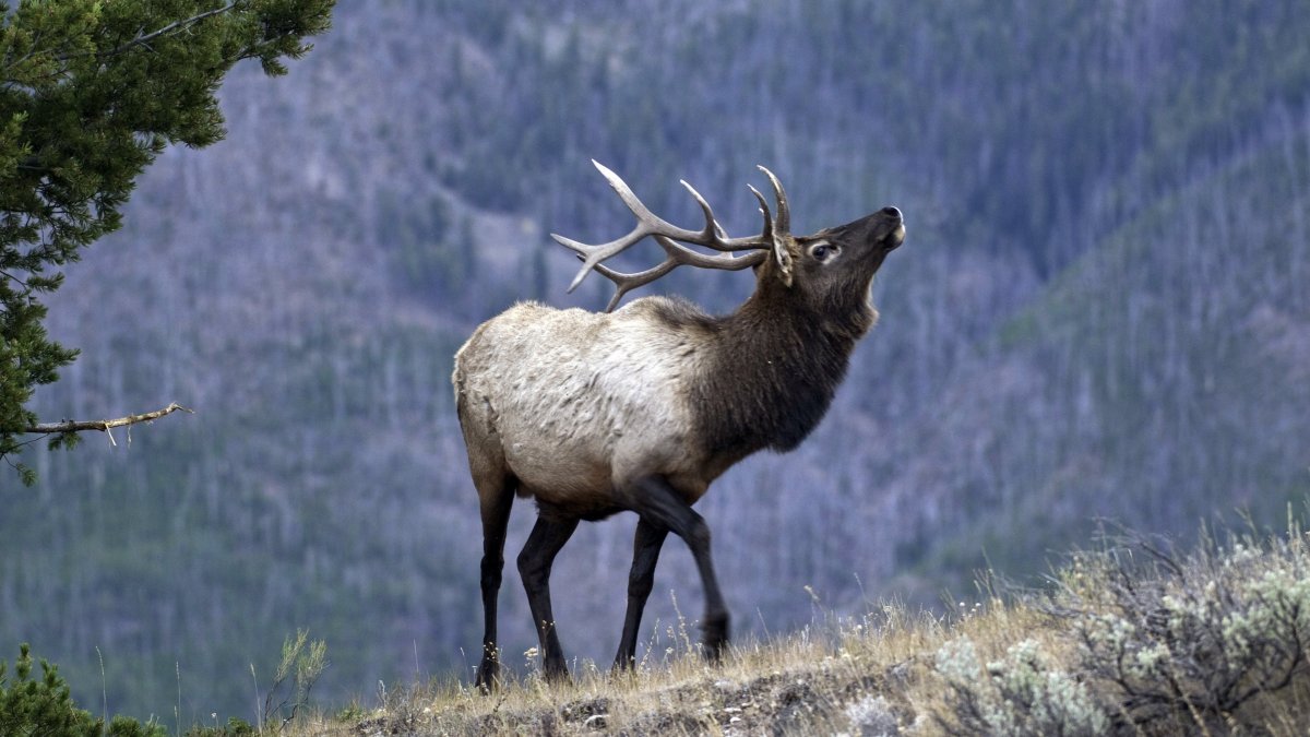 Благородный олень вапити в Канаде