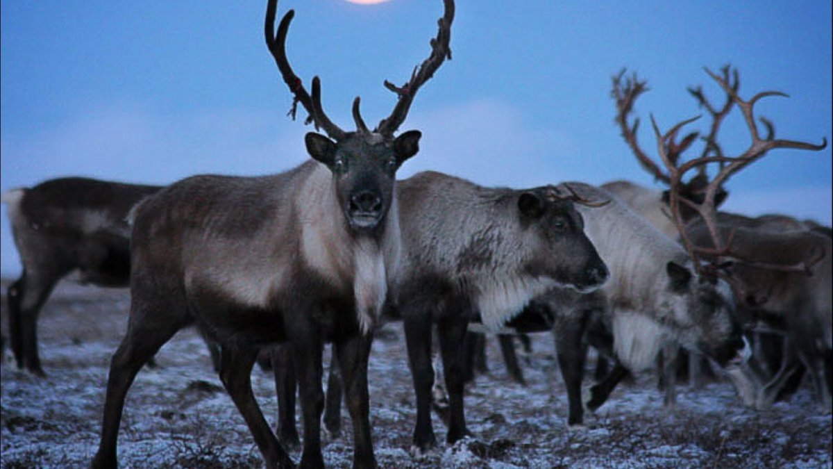 Лапландский заповедник Северный олень