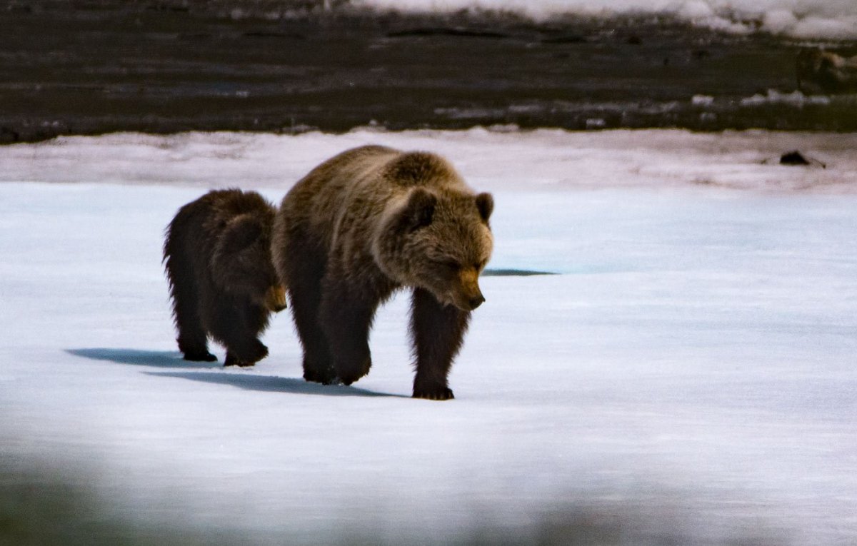 Якутия природа и животный мир