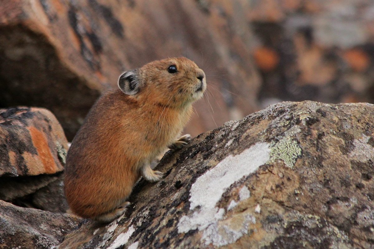 Хибины животные