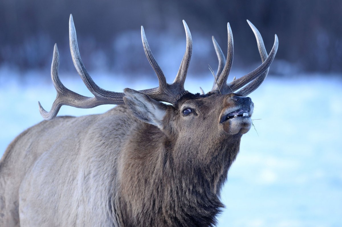 Природа Якутии животные