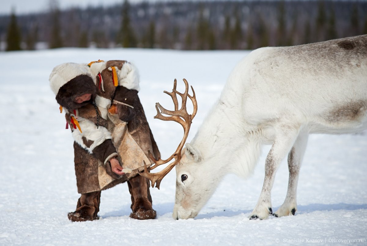 Северный олень Ямал