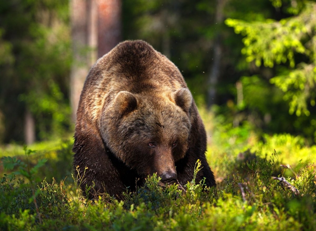 Бурый медведь в тайге