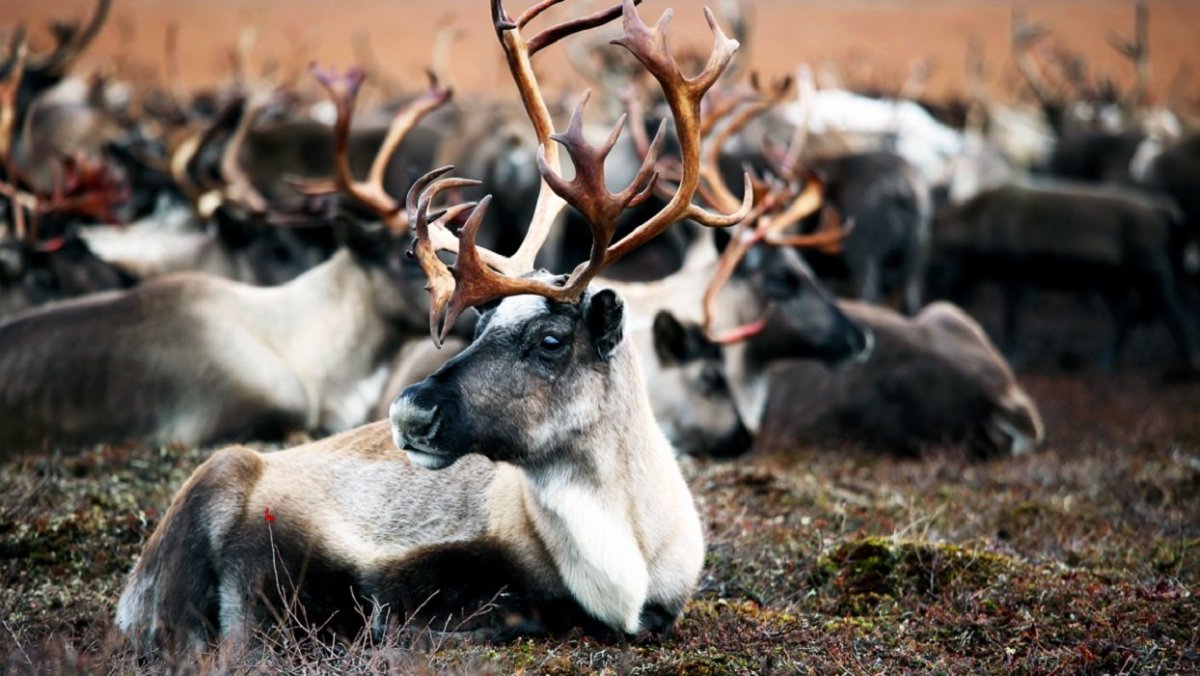 Северный олень Чукотка
