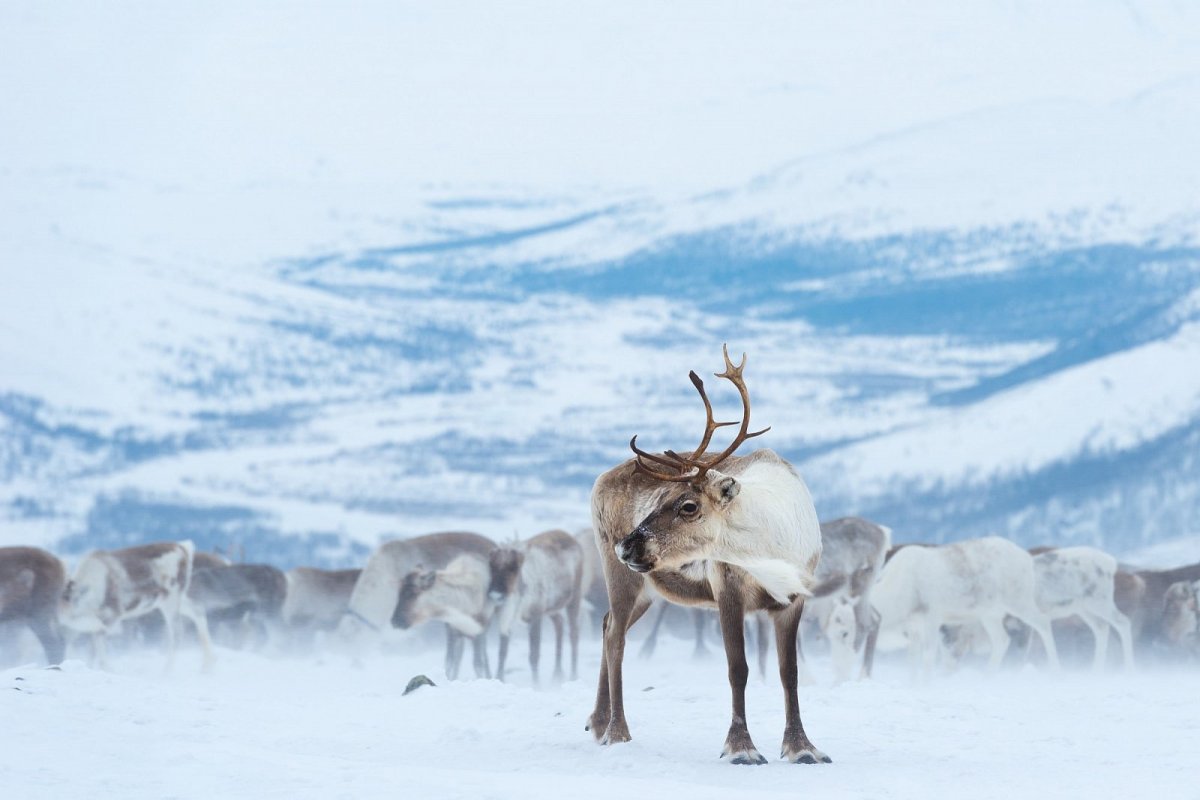 Северный олень в тундре