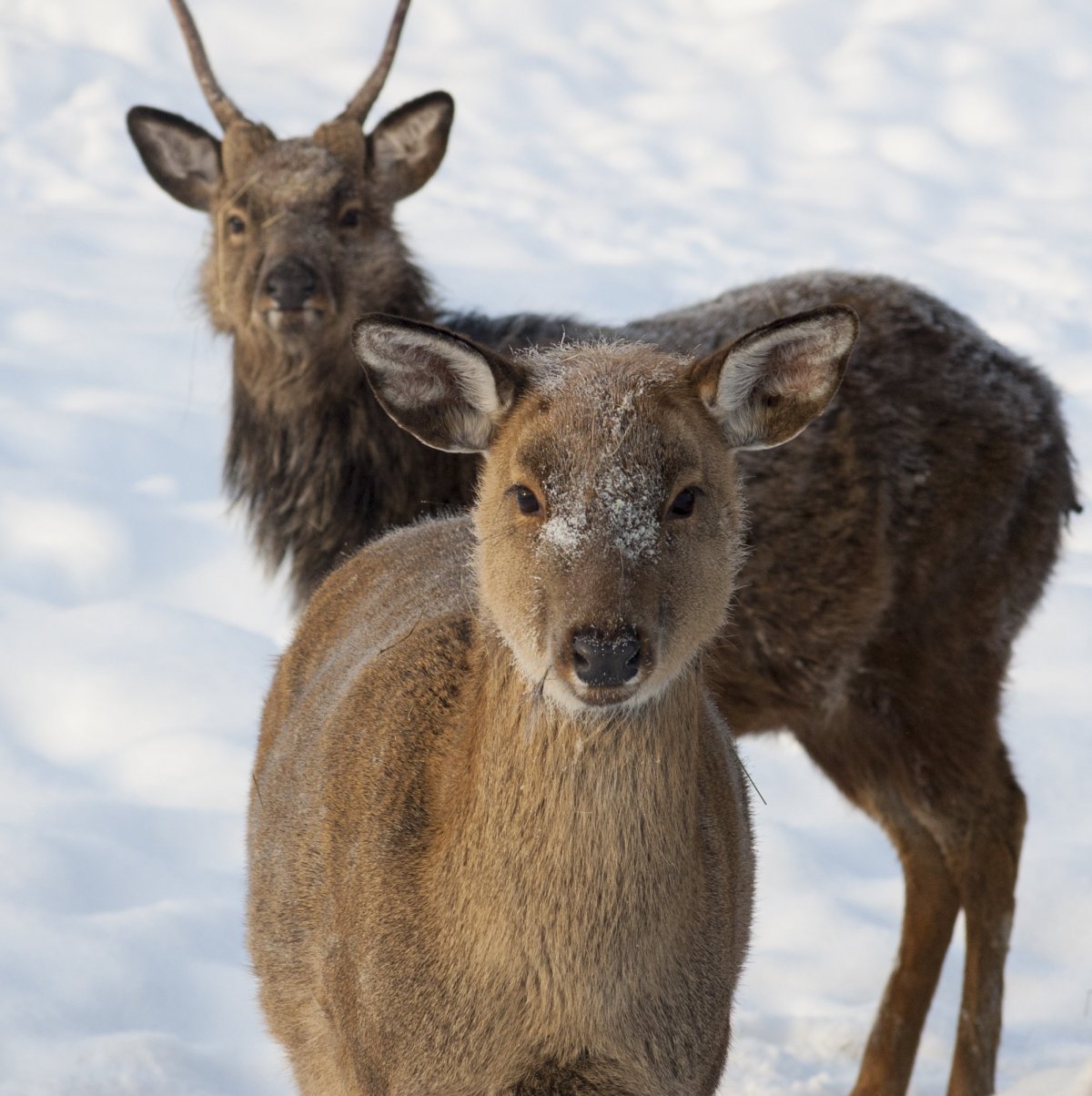 Животный мир Якутии Республики Саха