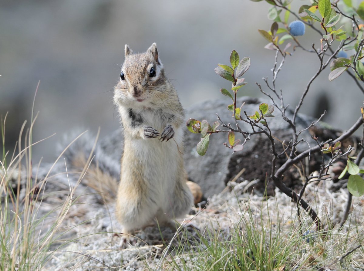 Животные Якутии