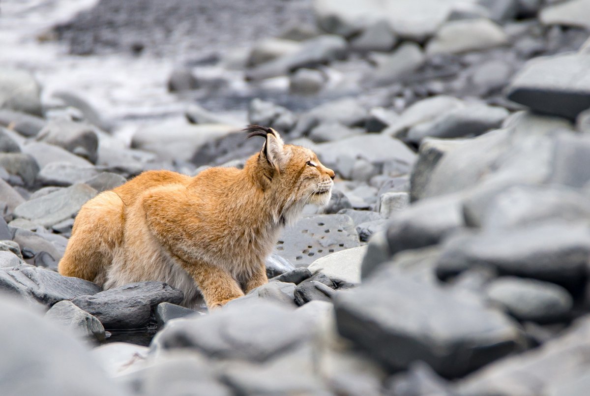 Животные Республики Саха Якутия
